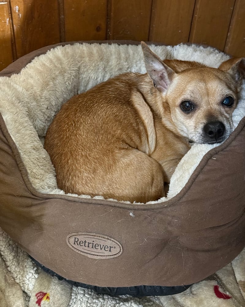 Dog of the week at Last Chance Dog Rescue
